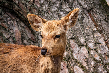 Portrait Of Nara Deer