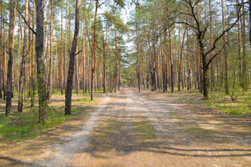 Long sandy road in a pine forest. Spring nature.