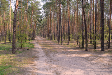 Fototapeta na wymiar Long sandy road in a pine forest. Spring nature.