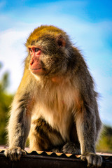 Japanese Macaque Looking Left