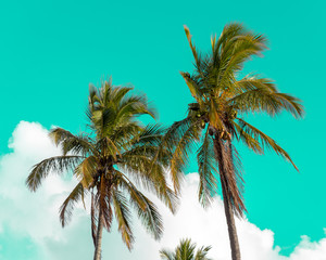 Fototapeta na wymiar palm tree and aqua sky