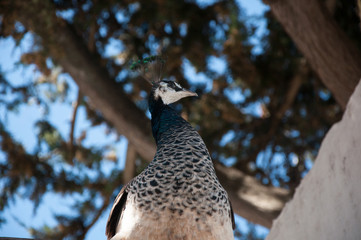 Peacock in Ronda Spain