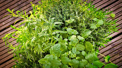 Kräuter im Garten sind grün und lecker