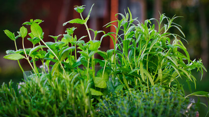 Kräuter im Garten sind grün und lecker