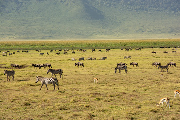 Naklejka premium herd of wildebeest in africa