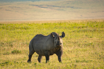 Black Rhino Tanzania Ngorongoro Crater