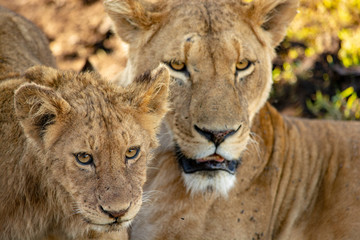 Fototapeta na wymiar Lion & baby Tanzania Ngorongor Crater