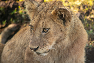 Lion cub Tanzania Ngorongoro Crater