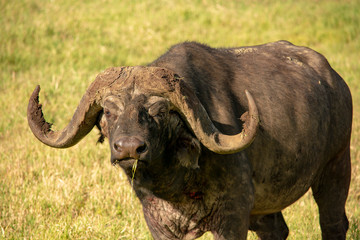 Tanzania Water Buffalo Ngorongoro Crater