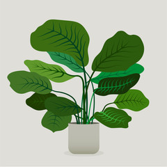 Illustration of green plant in a pot . Calathea Plant