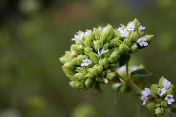 Oregãos (Origanum vulgare)