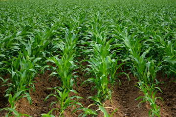 Corn field cultivation