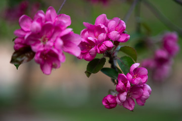 blooming pink flowers of an apple tree on an abstract background in spring in good weather