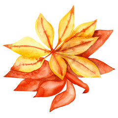 Fototapeta premium Watercolor hand painted autumn orange maple leaf illustration isolated on the white background