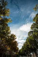 walk lined with trees with the sky in the background