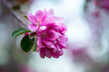 blooming pink flowers of an apple tree on an abstract background in spring in good weather