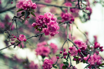 blooming pink flowers of an apple tree on an abstract background in spring in good weather