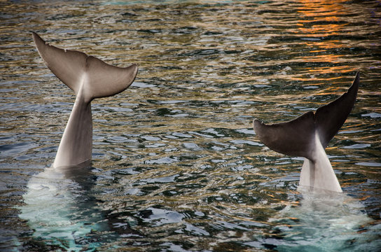 Zwei Delfine zeigen ihre Flossen