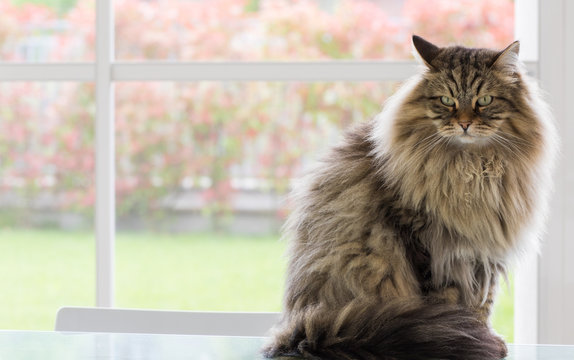 Long haired cat of siberian breed outdoor in relax