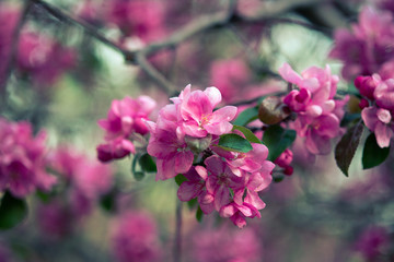 blooming pink flowers of an apple tree on an abstract background in spring in good weather