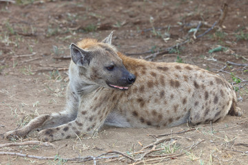 Tüpfelhyäne / Spotted hyaena / Crocuta crocuta