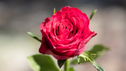 Red rose