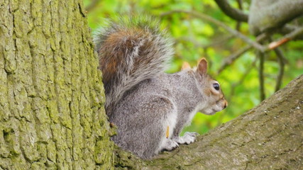 Squirrel in a Tree
