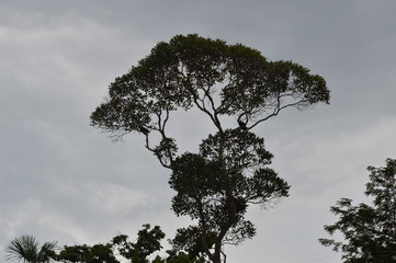 Árvore da Amazônia