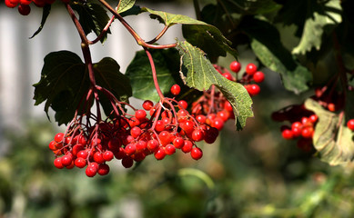 red berries of viburnum on a branch