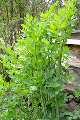 .Bladder seed medicinal (Levisticum officinale W.D.J.Koch), habit view