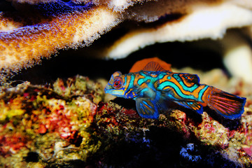 Green Mandarin Goby fish - (Synchiropus splendidus) 