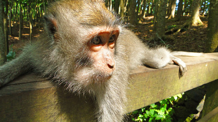 бали, индонезия, туризм