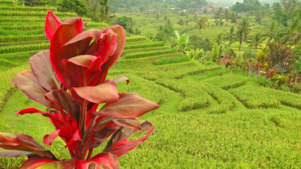 бали, индонезия, туризм