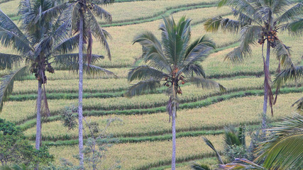 бали, индонезия, туризм