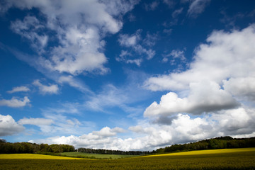 Obraz premium Rapeseed spring crop on farmland in rural Hampshire, member of the family Brassicaceae and cultivated mainly for its oil rich seed set against a dramatic cloudy sky