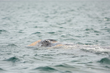 Obraz premium Gray whale, eschrichtius robustus, Mexico, Laguna San Ignacio, Baja california, cetacean, baleen