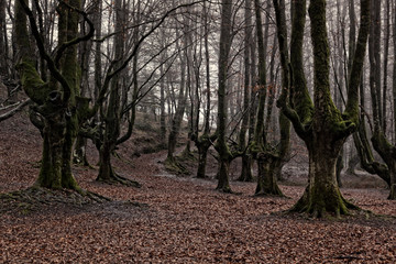 colorful autumn at otzarreta forest in gorbea natural park, basque country. Spain