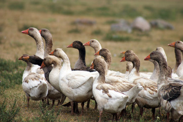 Geese at plateau