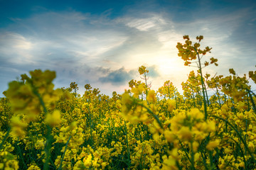 Fototapeta na wymiar Rapeseed field, Blooming canola flowers close up. Rape on the field in summer. Bright Yellow rapeseed oil. Flowering rapeseed - Image
