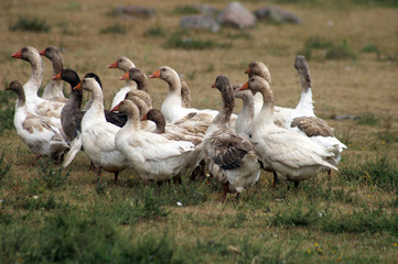 Geese at plateau