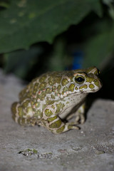 frog on a leaf