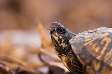 Eastern box turtle close up.