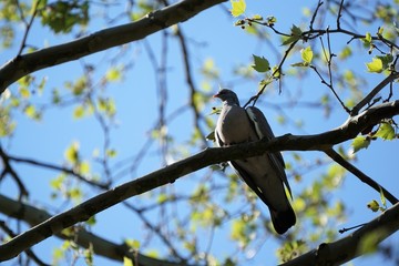 common pigeon is sitting on a branch of a tree, pidgeon is resting and enjoying the sun, limbs with leaves and blue sky in the background