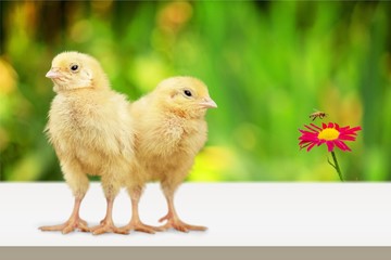 Cute little chicken in garden