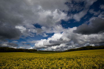 Rapeseed spring crop on farmland in rural Hampshire, member of the family Brassicaceae and cultivated mainly for its oil rich seed set against a dramatic cloudy sky