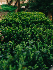 Fototapeta na wymiar Large green background of boxwood. grean leafes of boxwood. Earth day