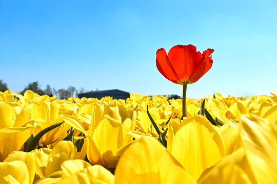 Individuality, difference and leadership concept. Stand out from the crowd. A single red tulip in a field with many yellow tulips against a blue sky in springtime in the Netherlands