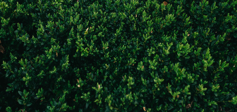 Large green background of boxwood. grean leafes of boxwood. Earth day