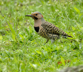 Northern Flicker