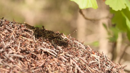 Large anthill with colony of red ants under the oak tree branch in summer sunshine forest on background in slow motion close up 4K video.